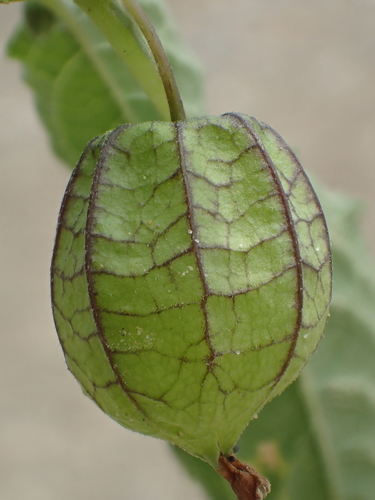 Physalis angulata