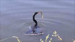 Anhinga