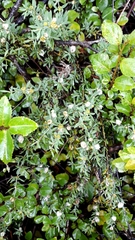 Pollichia campestris