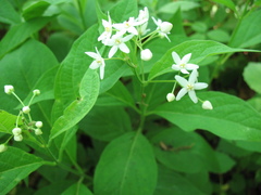 Vincetoxicum ascyrifolium