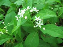 Vincetoxicum ascyrifolium