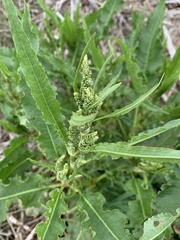 Rumex