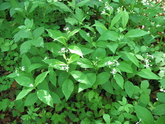 Vincetoxicum ascyrifolium