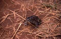 Sclerophrys pusilla
