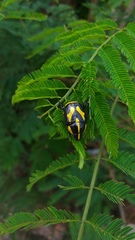 Rutela