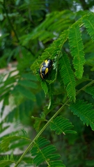Rutela