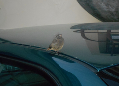 Phoenicurus ochruros