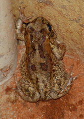 Sclerophrys garmani