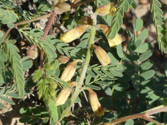 Hoffmannseggia drepanocarpa