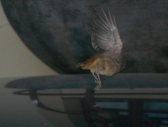 Phoenicurus ochruros