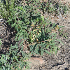 Hoffmannseggia drepanocarpa