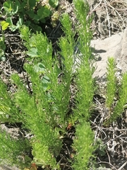 Veronica pinnata