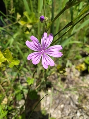 Malva sylvestris