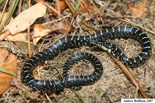 Black Kingsnake