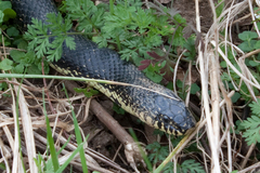Black Kingsnake photo 5