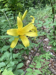 Hemerocallis lilioasphodelus
