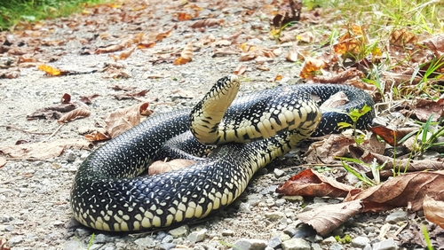 Black Kingsnake