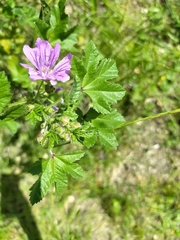 Malva sylvestris