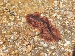 Thysanozoon brocchii