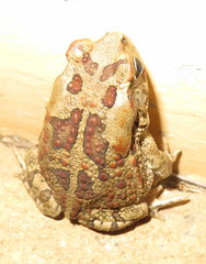 Sclerophrys garmani