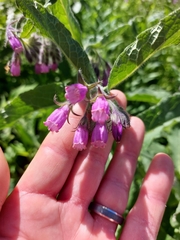 Symphytum officinale