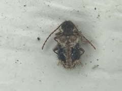 Ptinus texanus