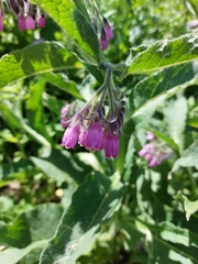 Symphytum officinale