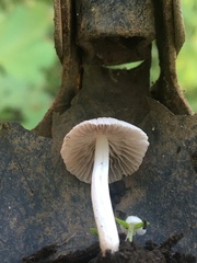 Leucocoprinus cepistipes