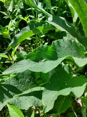 Symphytum officinale