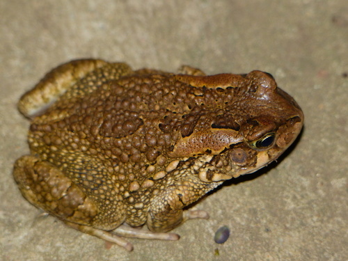 Sclerophrys capensis