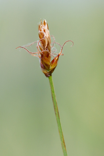Carex obtusata Lilj.