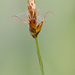 Carex obtusata - Photo (c) Samuel Brinker, algunos derechos reservados (CC BY-NC), subido por Samuel Brinker