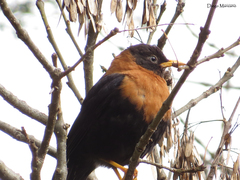 Turdus rufitorques