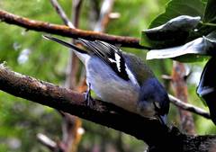Fringilla coelebs moreletti
