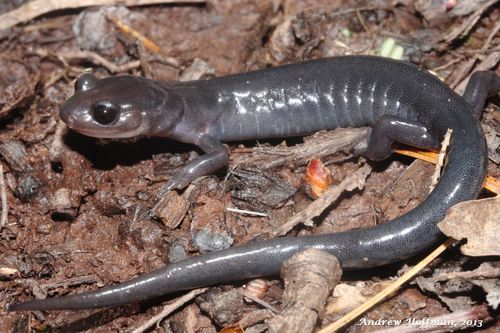 Northern Gray-cheeked Salamander