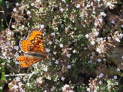 Euphydryas desfontainii