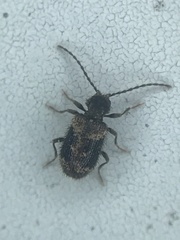 Ptinus texanus