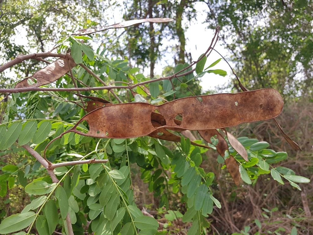 Albizia boivinii
