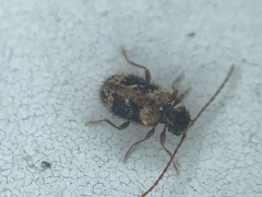 Ptinus texanus