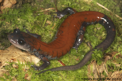 Yonahlossee Salamander