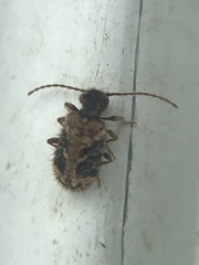 Ptinus texanus