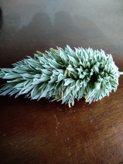 Phalaris canariensis