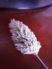 Phalaris canariensis