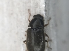 Pelonomus obscurus