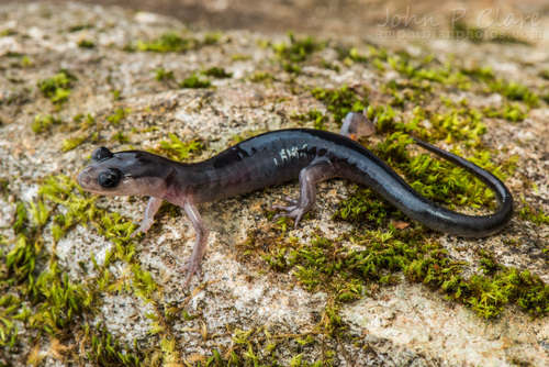 Blue Ridge Gray-cheeked Salamander
