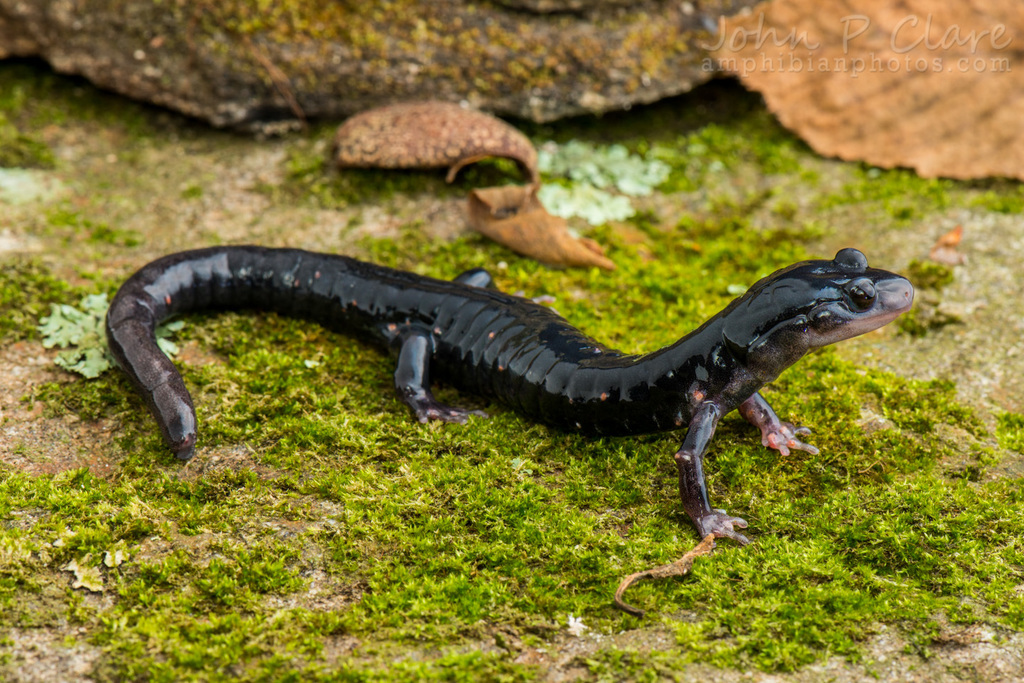 Blue Ridge Gray-cheeked Salamander