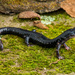 Salamandra de Mejillas Grises de Blue Ridge - Photo (c) John Clare, algunos derechos reservados (CC BY-NC-ND)