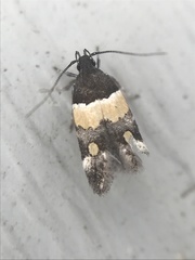 Triclonella determinatella