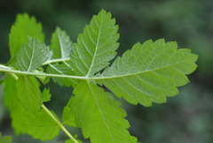 Agrimonia rostellata