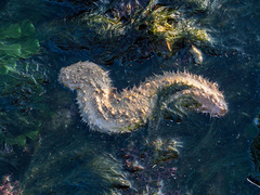 Holothuria albiventer